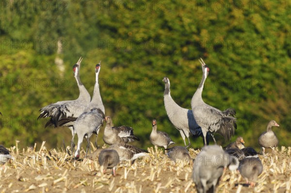 Cranes and geese in a field, cranes calling with their heads raised, crane (Grus grus) wildlife, Western Pomerania Lagoon Area National Park, Zingst, Mecklenburg-Western Pomerania, Germany