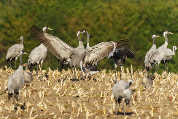Cranes in a field, one majestically spreading its wings, Crane (Grus grus) wildlife, Western Pomerania Lagoon Area National Park, Zingst, Mecklenburg-Western Pomerania, Germany