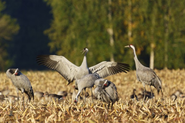 Cranes in dynamic pose on a golden field in sunlight, crane (Grus grus) wildlife, Western Pomerania Lagoon Area National Park, Zingst, Mecklenburg-Western Pomerania, Germany