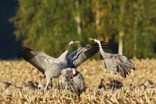 Cranes in flight position in a field with trees, crane (Grus grus) wildlife, Western Pomerania Lagoon Area National Park, Zingst, Mecklenburg-Western Pomerania, Germany
