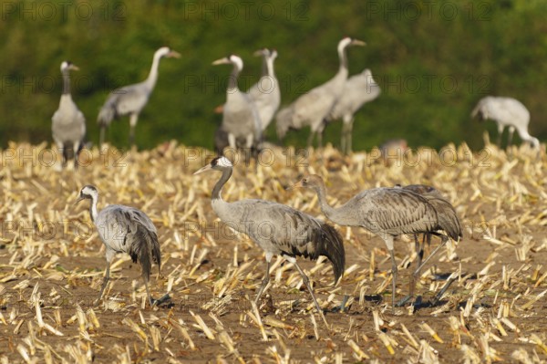 Several cranes run across a harvested field with green background, crane (Grus grus) wildlife, Western Pomerania Lagoon Area National Park, Zingst, Mecklenburg-Western Pomerania, Germany