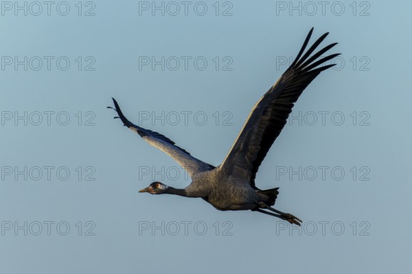 A crane flies across a clear sky and elegantly spreads its wings, Crane (Grus grus) wildlife, Western Pomerania Lagoon Area National Park, Zingst, Mecklenburg-Western Pomerania, Germany