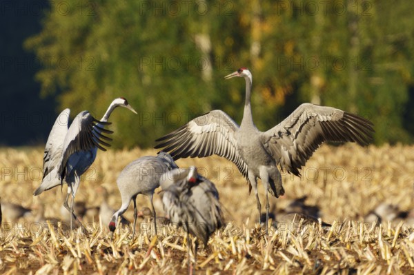 Cranes flapping their wings in a sunny field, crane (Grus grus) wildlife, Western Pomerania Lagoon Area National Park, Zingst, Mecklenburg-Western Pomerania, Germany