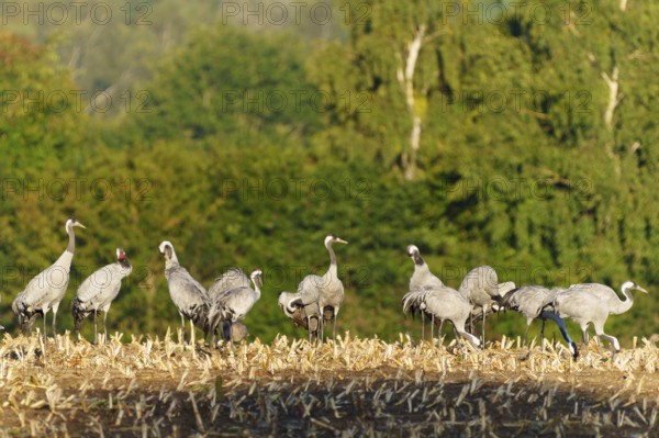 Flock of cranes on a harvested field in front of green, crane (Grus grus) wildlife, Western Pomerania Lagoon Area National Park, Zingst, Mecklenburg-Western Pomerania, Germany