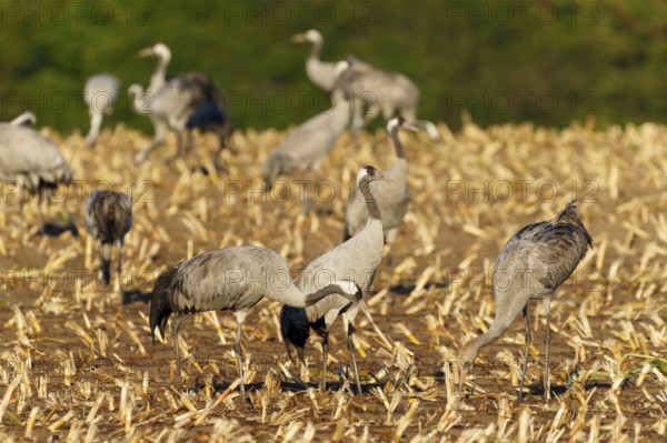 Cranes searching for food in an autumnal field, crane (Grus grus) wildlife, Western Pomerania Lagoon Area National Park, Zingst, Mecklenburg-Western Pomerania, Germany