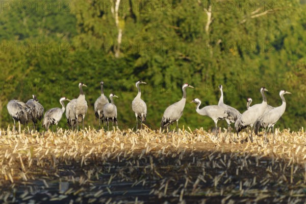 Group of cranes in a field with trees in the background, crane (Grus grus) wildlife, Western Pomerania Lagoon Area National Park, Zingst, Mecklenburg-Western Pomerania, Germany