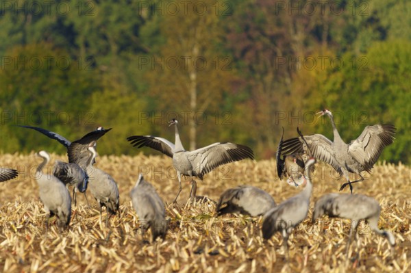 Cranes with spread wings in a field in an autumn landscape, crane (Grus grus) wildlife, Western Pomerania Lagoon Area National Park, Zingst, Mecklenburg-Western Pomerania, Germany