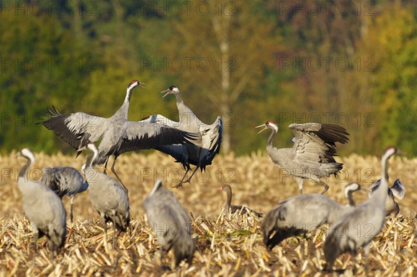 Dancing cranes in a field against an autumn forest backdrop, crane (Grus grus) wildlife, Western Pomerania Lagoon Area National Park, Zingst, Mecklenburg-Western Pomerania, Germany