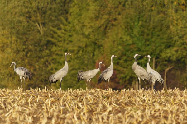 Crane group standing on a stubble field in front of a forest in autumn, crane (Grus grus) wildlife, Western Pomerania Lagoon Area National Park, Zingst, Mecklenburg-Western Pomerania, Germany