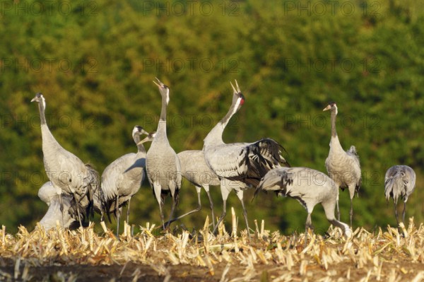 Group of cranes communicate with each other in a natural environment, crane (Grus grus) wildlife, Western Pomerania Lagoon Area National Park, Zingst, Mecklenburg-Western Pomerania, Germany