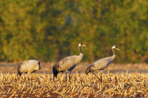 Three cranes stand quietly in an autumnal field, Crane (Grus grus) wildlife, Western Pomerania Lagoon Area National Park, Zingst, Mecklenburg-Western Pomerania, Germany