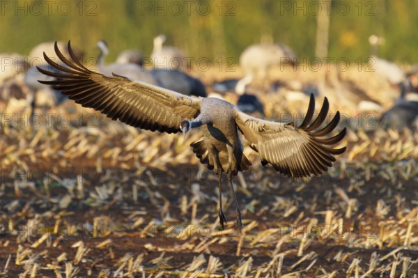 Crane spreads its wings to land in a field in the evening light, Crane (Grus grus) wildlife, Western Pomerania Lagoon Area National Park, Zingst, Mecklenburg-Western Pomerania, Germany