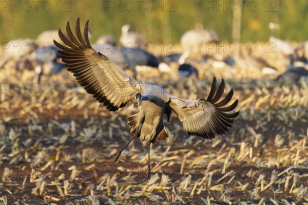 A crane sets off to land on a harvest field in the golden hour, Crane (Grus grus) wildlife, Western Pomerania Lagoon Area National Park, Zingst, Mecklenburg-Western Pomerania, Germany