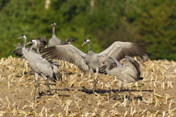 Cranes in a mowed field with spread wings in a natural environment, crane (Grus grus) wildlife, Western Pomerania Lagoon Area National Park, Zingst, Mecklenburg-Western Pomerania, Germany