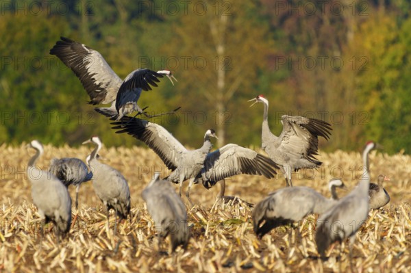 Cranes in dynamic pose in a field in front of an autumnal forest, crane (Grus grus) wildlife, Western Pomerania Lagoon Area National Park, Zingst, Mecklenburg-Western Pomerania, Germany