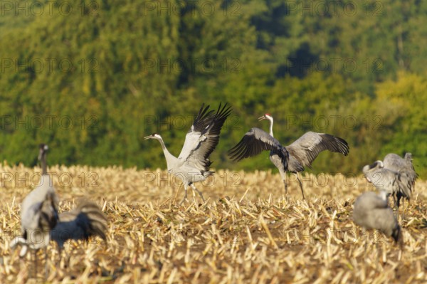 Cranes walk and fly over an autumnal field in a wooded area, Crane (Grus grus) wildlife, Western Pomerania Lagoon Area National Park, Zingst, Mecklenburg-Western Pomerania, Germany