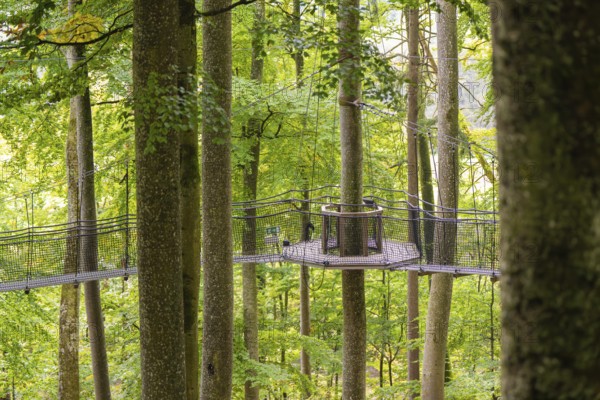 Round platform in the treetops, connected by a suspension rope path, Treewalk, Affenberg Salem, Bodenseekreis, Germany