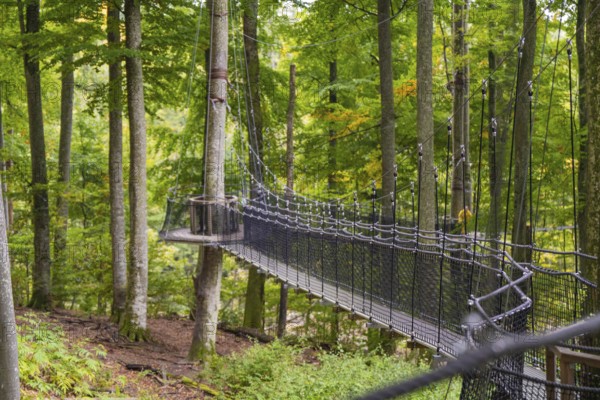Hanging rope bridge in the forest surrounded by tall green trees, Treewalk, Affenberg Salem, Bodenseekreis, Germany