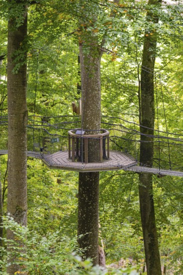 Wooden platform floating between tall trees in the forest, Treewalk, Affenberg Salem, Bodenseekreis, Germany