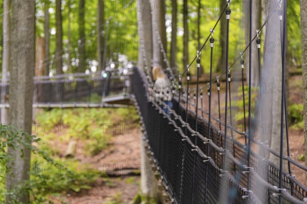 Long rope bridge leads through the dense forest in autumn, Treewalk, Affenberg Salem, Bodenseekreis, Germany