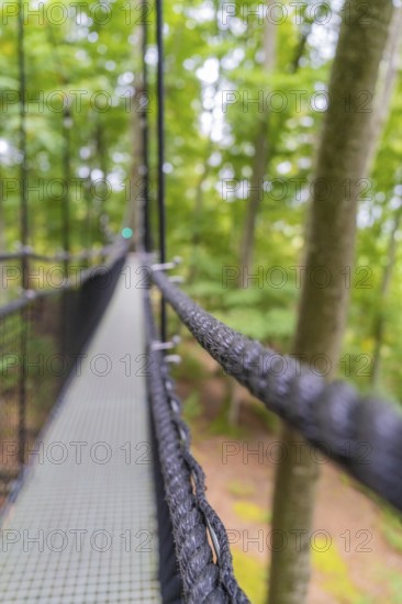 Blurring effects show long suspension rope bridge through the green forest, Treewalk, Affenberg Salem, Bodenseekreis, Germany