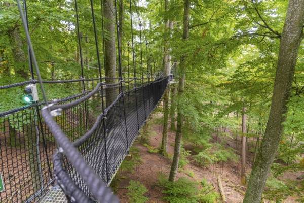Hanging rope bridge in the forest with ropes leading through the treetops, Treewalk, Affenberg Salem, Bodenseekreis, Germany
