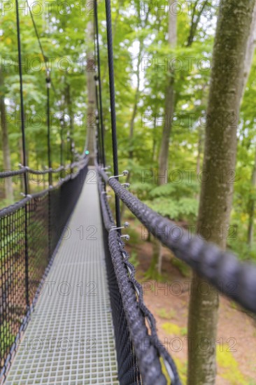 Narrow metal bridge leads through high forest with dense canopy, Treewalk, Affenberg Salem, Bodenseekreis, Germany