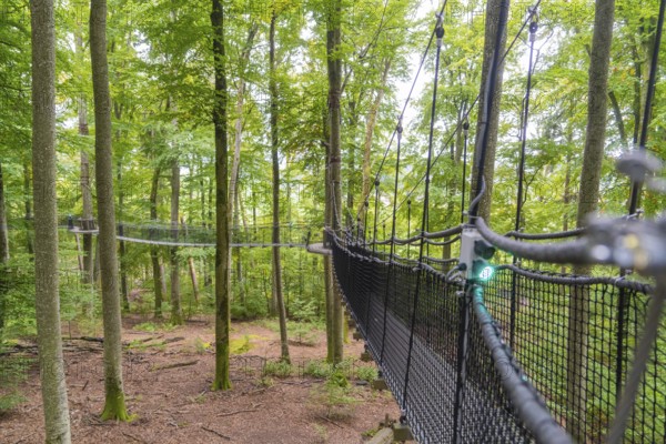 Hanging rope bridge between trees in the forest under bright, green canopy, Treewalk, Affenberg Salem, Bodenseekreis, Germany