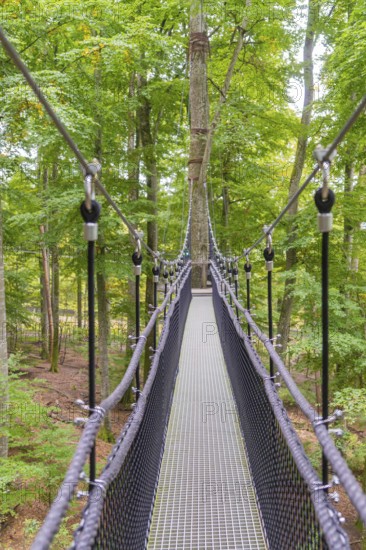 Narrow suspension bridge over treetops in the forest, Treewalk, Affenberg Salem, Bodenseekreis, Germany