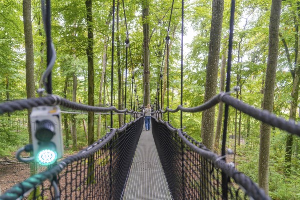 Narrow treetop path between trees in the forest, Treewalk, Affenberg Salem, Bodenseekreis, Germany