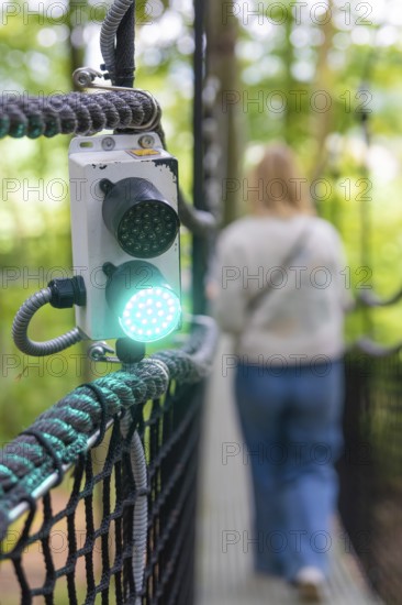Green signal light for a woman on the treewalk, Affenberg Salem, Bodenseekreis, Germany