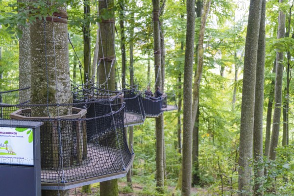 Wooden platforms between trees in the forest, Treewalk, Affenberg Salem, Bodenseekreis, Germany