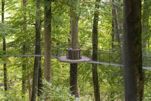 Hanging rope platform between the tops, surrounded by thick green leaves, Treewalk, Affenberg Salem, Bodenseekreis, Germany