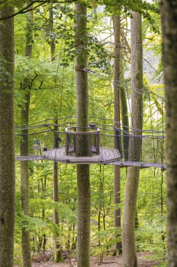 Hanging rope platform between tall trees in a dense forest, Treewalk, Affenberg Salem, Bodenseekreis, Germany