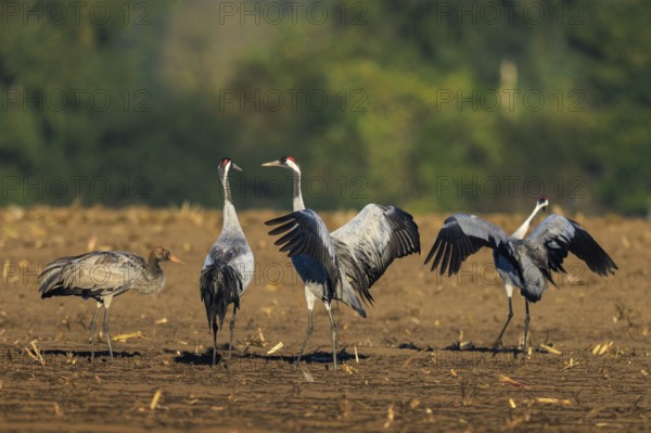 Four cranes in a field, two with wings spread wide, ready to fly, crane (Grus grus) wildlife, Western Pomerania Lagoon Area National Park, Zingst, Mecklenburg-Western Pomerania, Germany