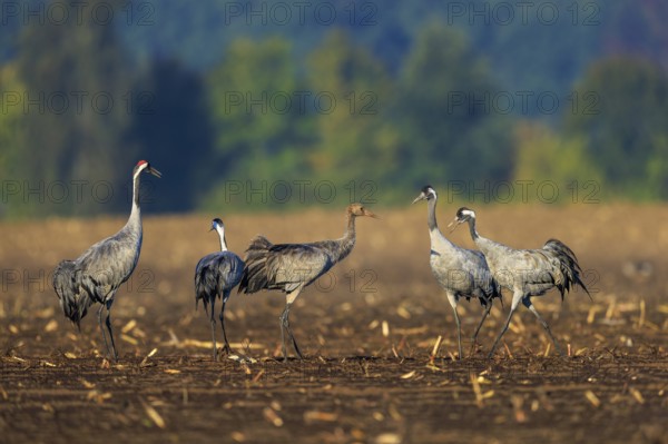 Group of cranes with a young animal gathered in an autumn field, crane (Grus grus) wildlife, Western Pomerania Lagoon Area National Park, Zingst, Mecklenburg-Western Pomerania, Germany