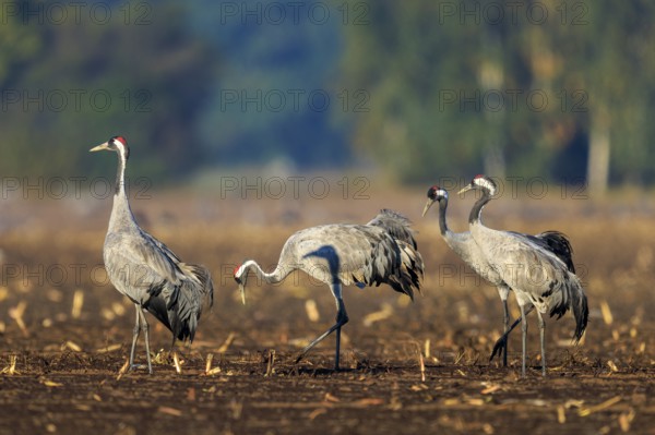 Three cranes walking on an earthy field with a wooded background, crane (Grus grus) wildlife, Western Pomerania Lagoon Area National Park, Zingst, Mecklenburg-Western Pomerania, Germany