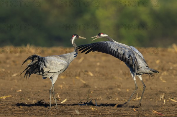 Two cranes in a field, one raising wings during an interaction, crane (Grus grus) wildlife, Western Pomerania Lagoon Area National Park, Zingst, Mecklenburg-Western Pomerania, Germany