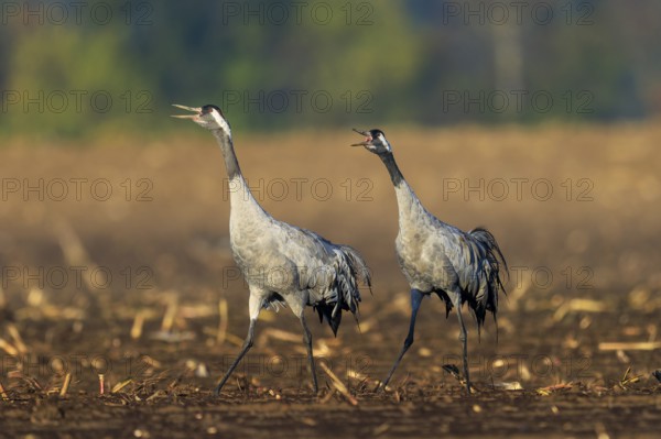 Two cranes walk side by side across a field, seem to communicate with each other, crane (Grus grus) wildlife, Western Pomerania Lagoon Area National Park, Zingst, Mecklenburg-Western Pomerania, Germany