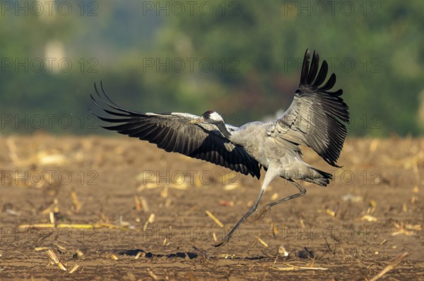 Crane landing in a field against a wooded background, crane (Grus grus) wildlife, Western Pomerania Lagoon Area National Park, Zingst, Mecklenburg-Western Pomerania, Germany