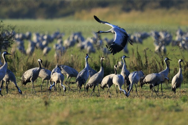 Cranes in a meadow, a bird flying over a group, the landscape is green, crane (Grus grus) wildlife, Western Pomerania Lagoon Area National Park, Zingst, Mecklenburg-Western Pomerania, Germany