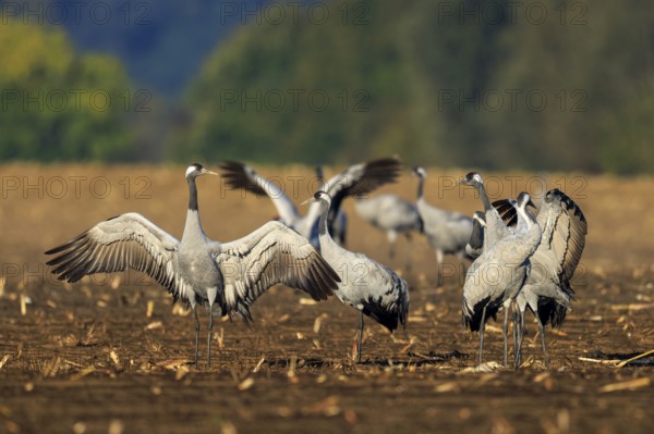 Cranes with spread wings on a field-like ground, trees in the background, crane (Grus grus) wildlife, Western Pomerania Lagoon Area National Park, Zingst, Mecklenburg-Western Pomerania, Germany