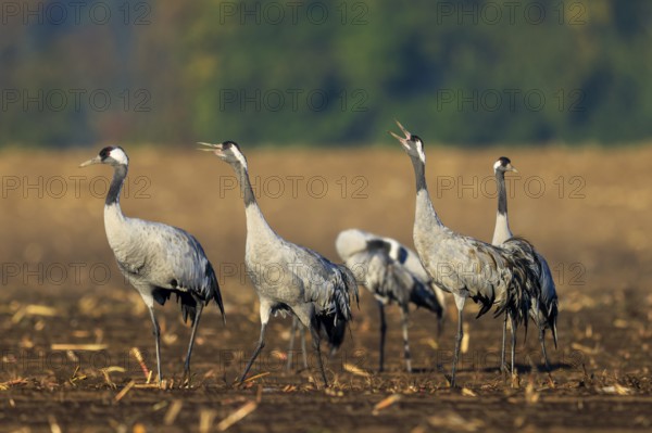 Group of cranes in an open field, some with open beaks, crane (Grus grus) wildlife, Western Pomerania Lagoon Area National Park, Zingst, Mecklenburg-Western Pomerania, Germany