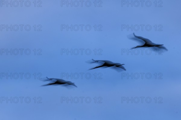 Three flying cranes with blurred effect in blue sky, crane (Grus grus) wildlife, Western Pomerania Lagoon Area National Park, Zingst, Mecklenburg-Western Pomerania, Germany