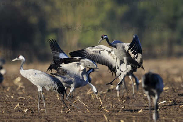 Cranes interacting in an open field, crane (Grus grus) wildlife, Western Pomerania Lagoon Area National Park, Zingst, Mecklenburg-Western Pomerania, Germany