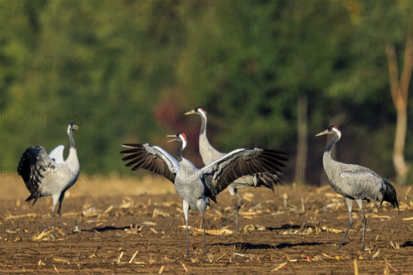 Four cranes stand together in an open landscape, Crane (Grus grus) wildlife, Western Pomerania Lagoon Area National Park, Zingst, Mecklenburg-Western Pomerania, Germany