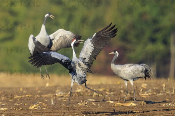 Three cranes that seem to be dancing together, crane (Grus grus) wildlife, Western Pomerania Lagoon Area National Park, Zingst, Mecklenburg-Western Pomerania, Germany