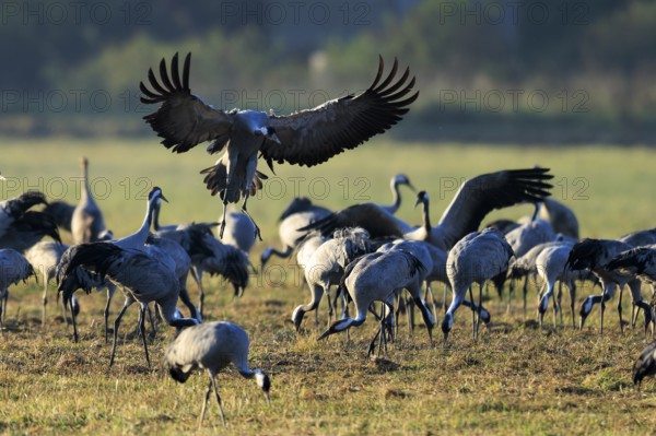 Cranes in an open field. A bird raises its wings in flight, Crane (Grus grus) wildlife, Western Pomerania Lagoon Area National Park, Zingst, Mecklenburg-Western Pomerania, Germany