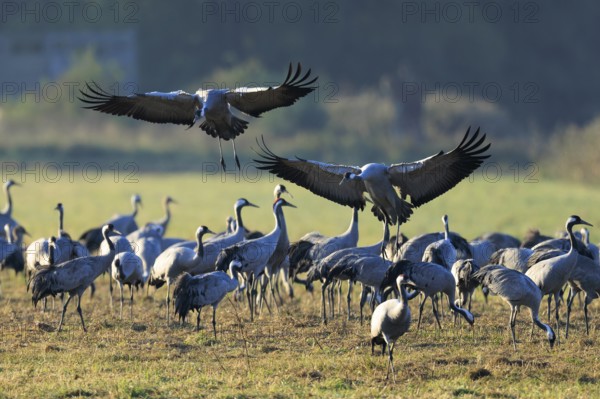 Two cranes fly synchronously over a dense group in a meadow, Crane (Grus grus) wildlife, Western Pomerania Lagoon Area National Park, Zingst, Mecklenburg-Western Pomerania, Germany