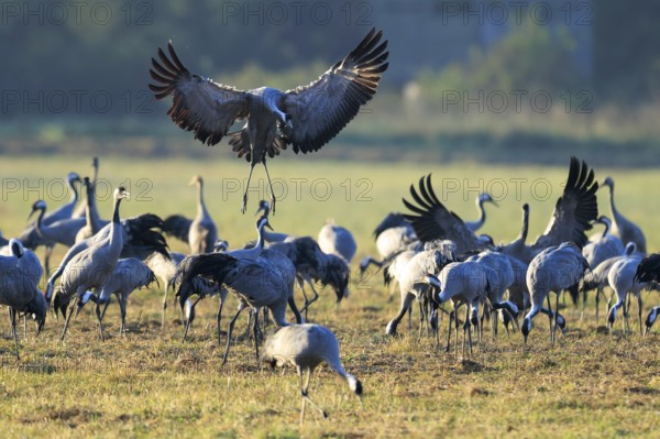 Cranes gather in a field. A bird hovers across the ground, crane (Grus grus) wildlife, Western Pomerania Lagoon Area National Park, Zingst, Mecklenburg-Western Pomerania, Germany